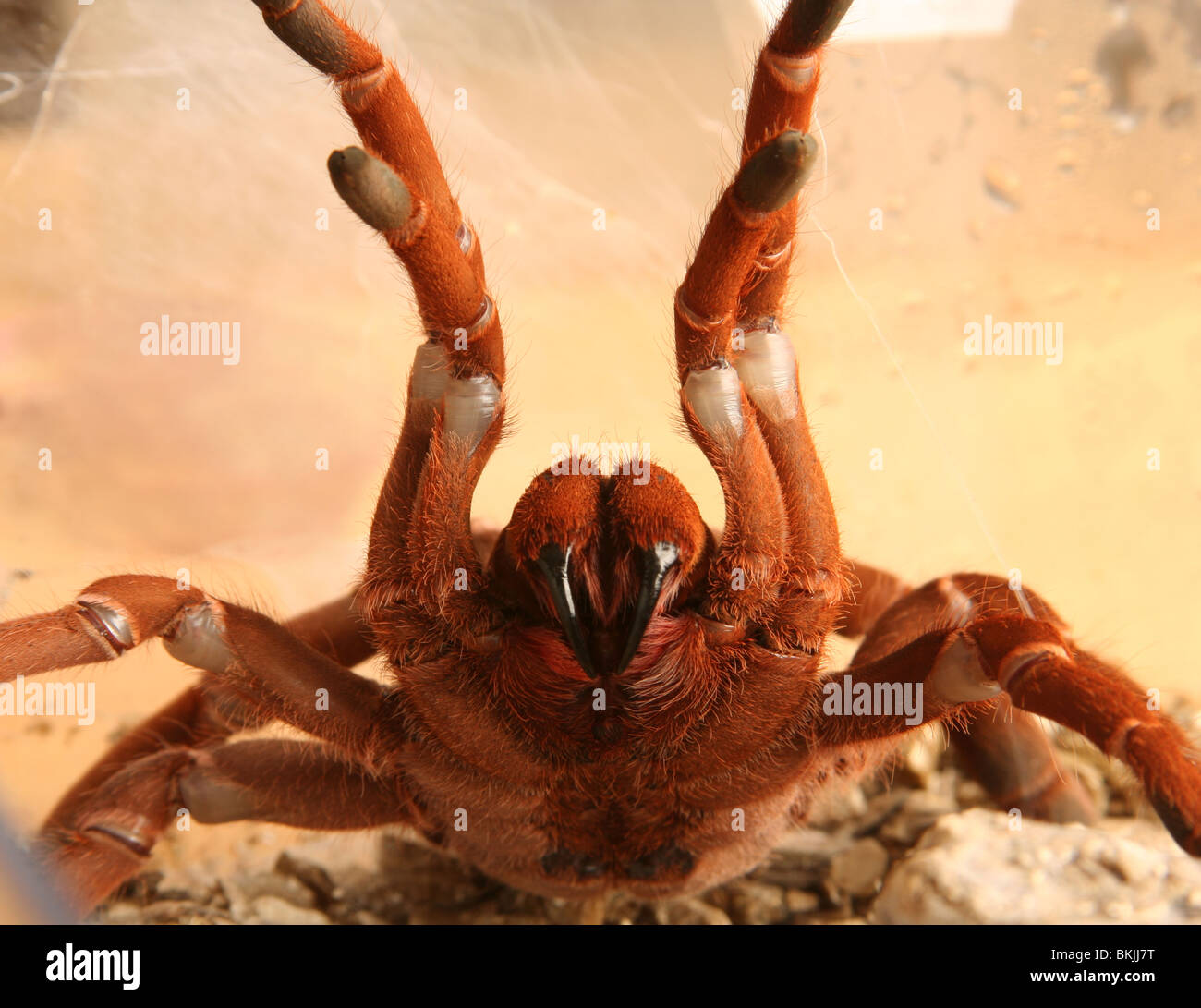 Orange tarantula levantándose en una agresiva mostrar Foto de stock