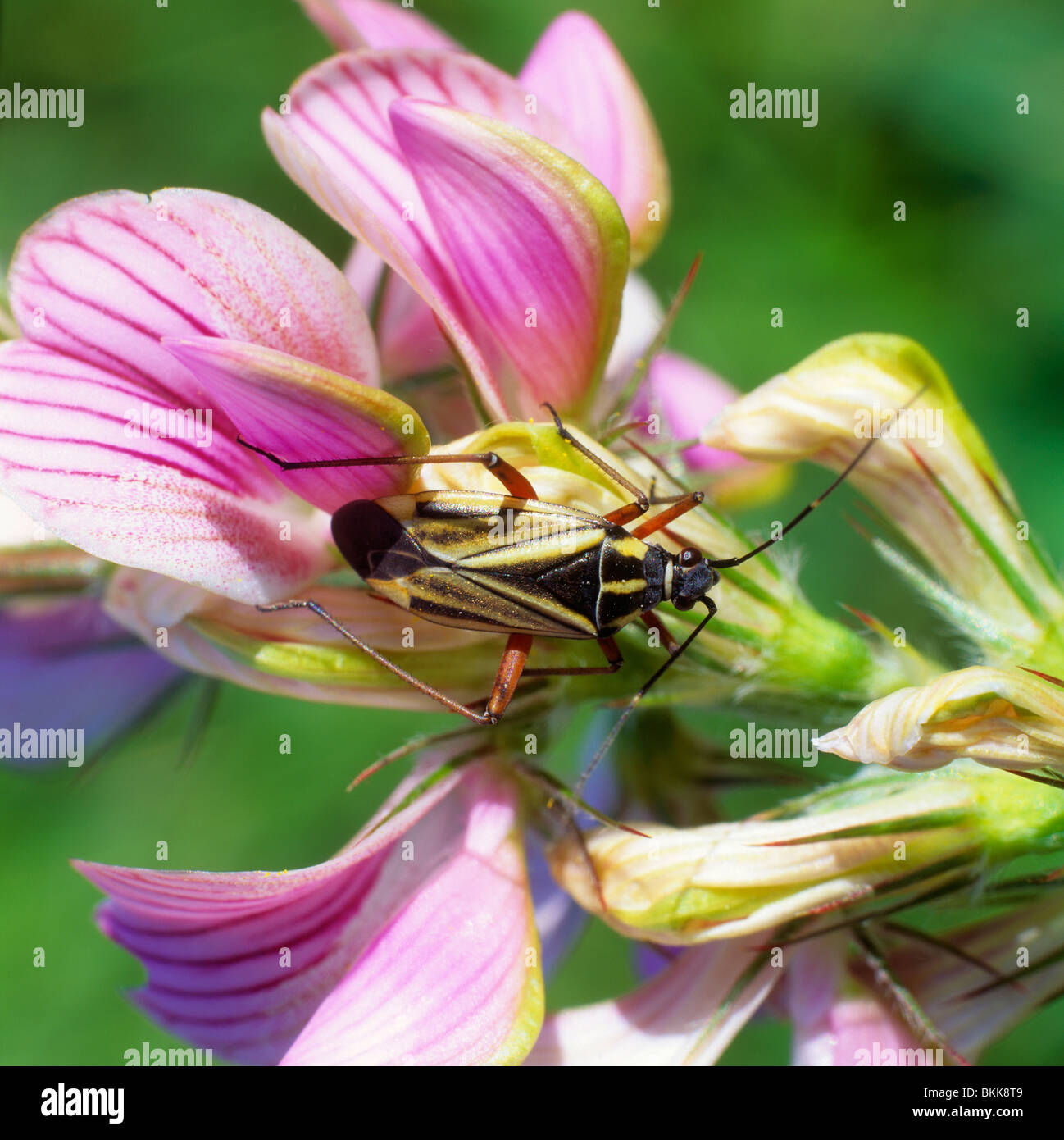 Bug (Grypocoris stysi, Calocoris stysi) en una flor rosa. Foto de stock