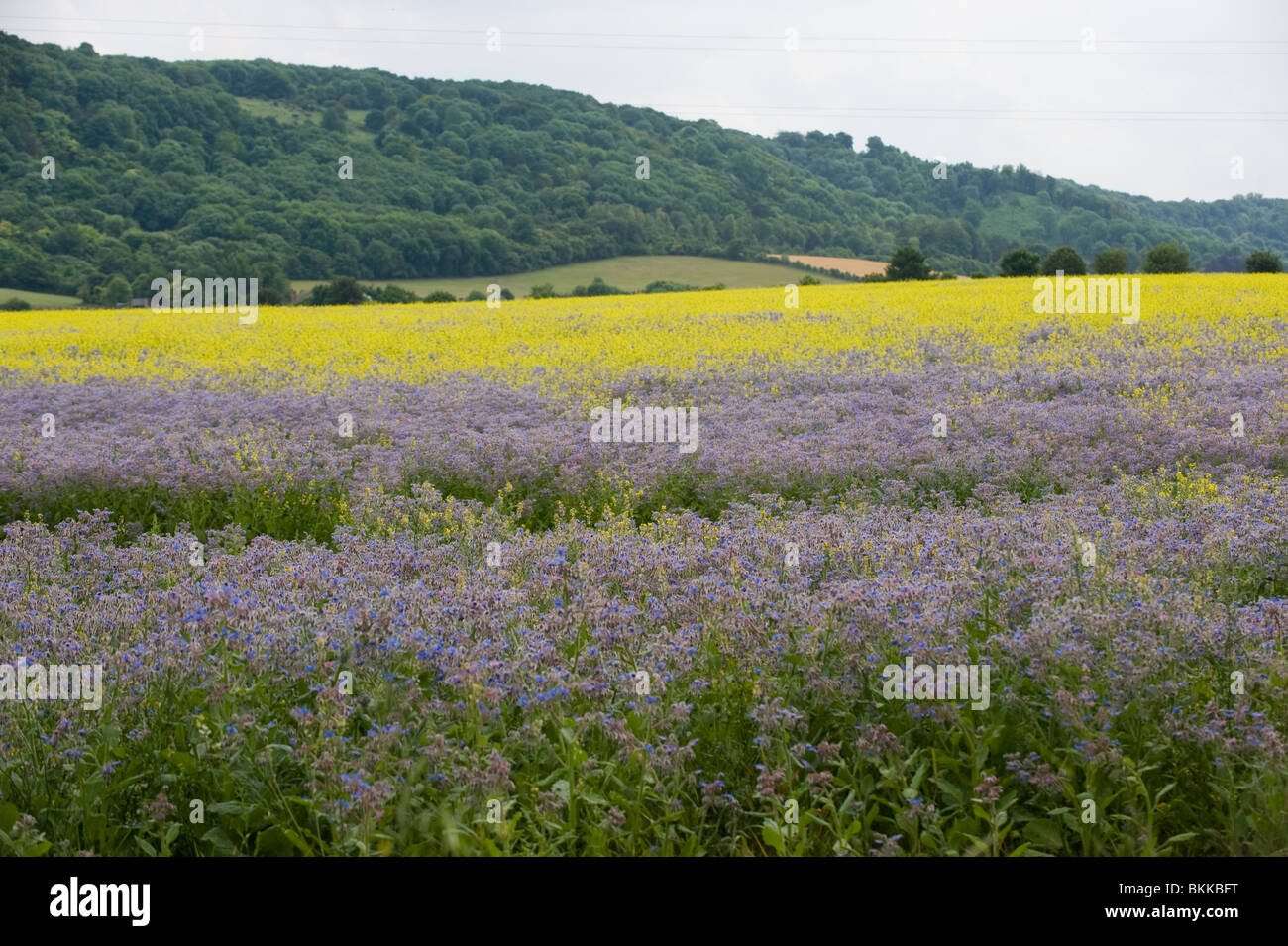 Los campos de púrpura y amarillo Foto de stock