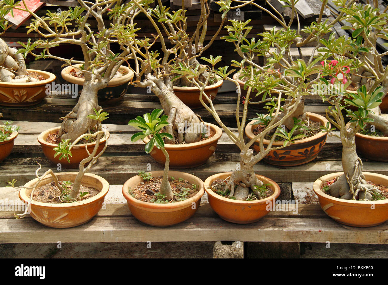 Muestra bonsai fotografías e imágenes de alta resolución - Alamy