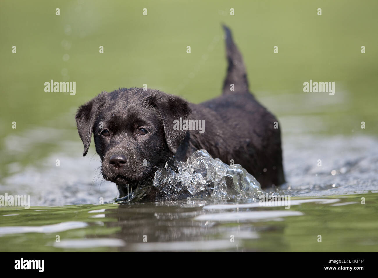 Baño cachorro Labrador Foto de stock