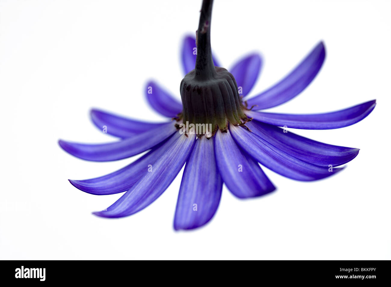 Deep Blue senetti flor aislado en blanco Foto de stock