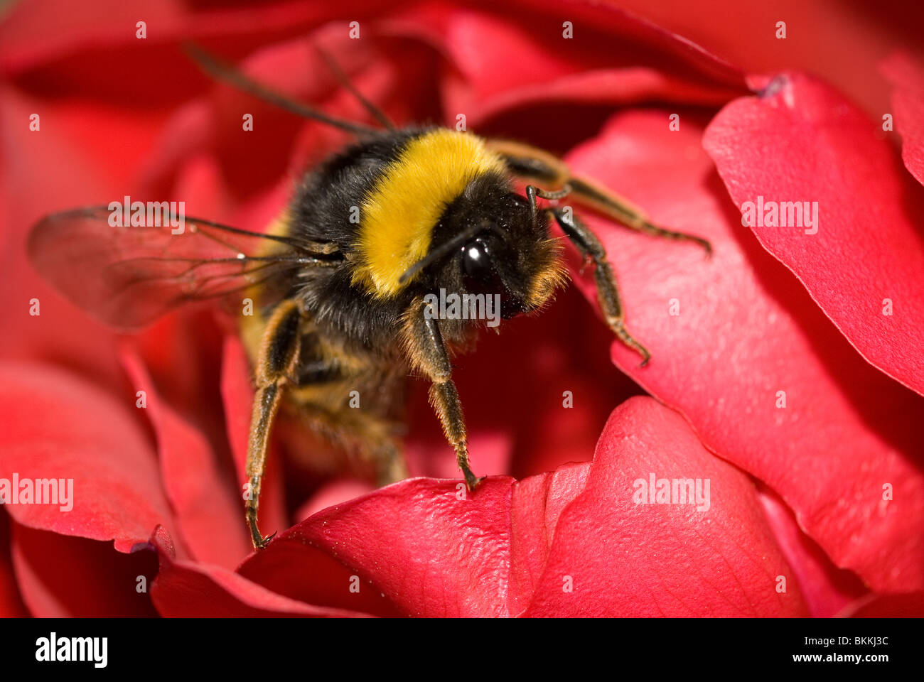 Buff-tailed Bumblebee o gran masa abejorro (Bombus terrestris) Foto de stock