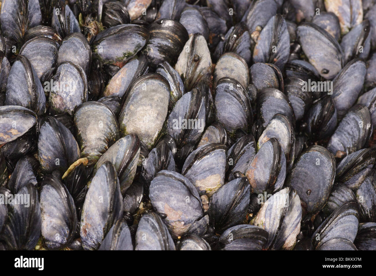 Mejillón común. Mytilus edulis. Orilla rocosa, Newquay, Cornwall, abril. Foto de stock