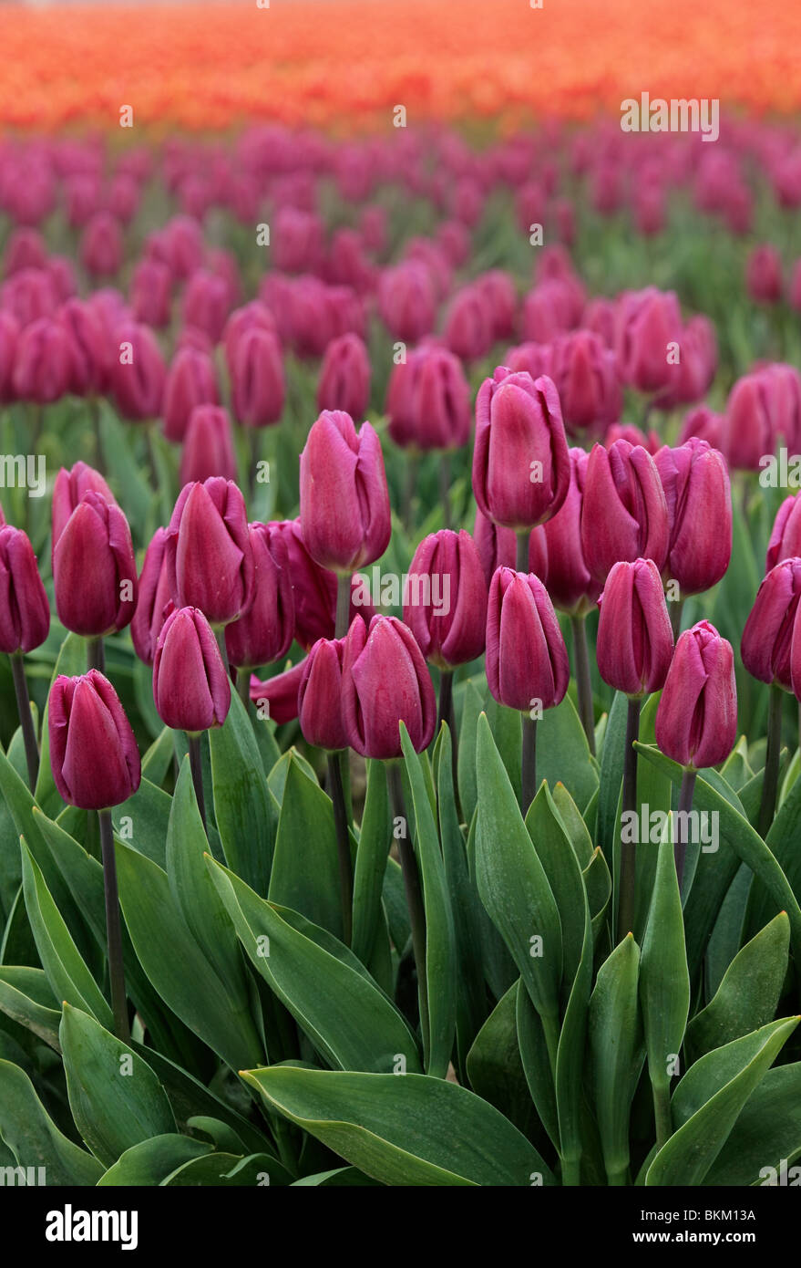 Los tulipanes en Valle Skagit durante el anual Festival de Tulipanes Foto de stock