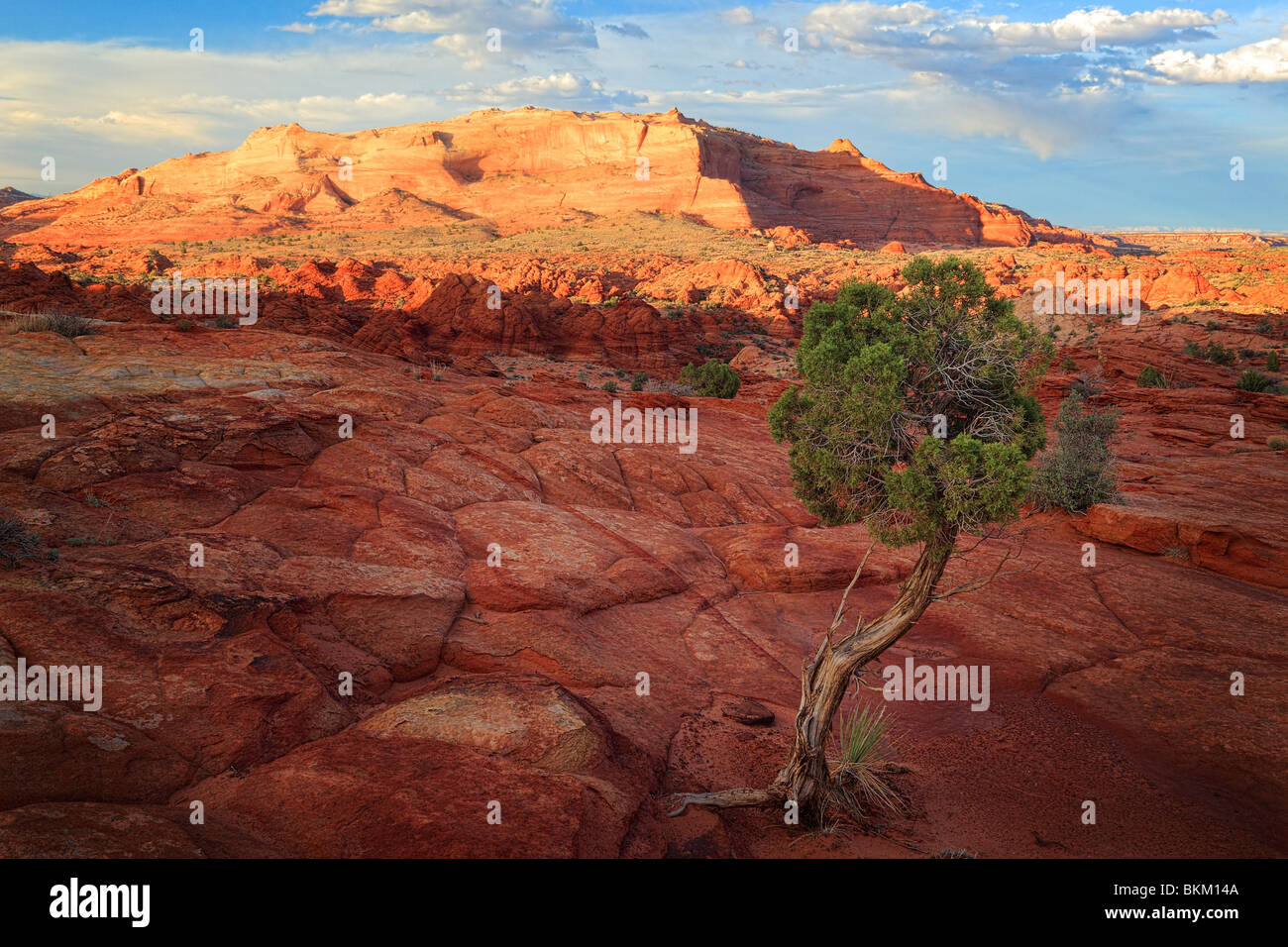 Árbol de enebro y formaciones rocosas en Vermilion Cliffs National Monument, Arizona Foto de stock