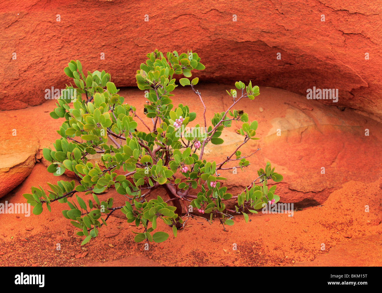 Formaciones rocosas en Vermilion Cliffs National Monument, Arizona Foto de stock