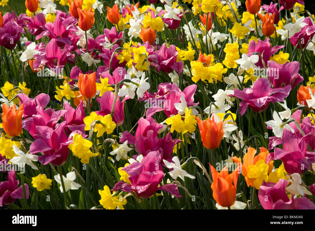 Bulbos de primavera fotografías e imágenes de alta resolución - Alamy