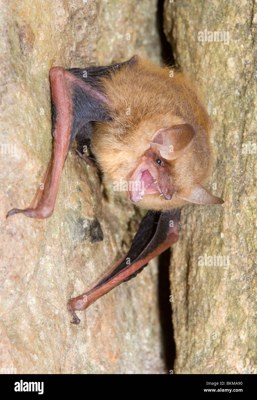 Tri-color, o bat (Pipistrellus pipistrelle oriental [Perimyotis subflavus]), Georgia, EE.UU.. Foto de stock