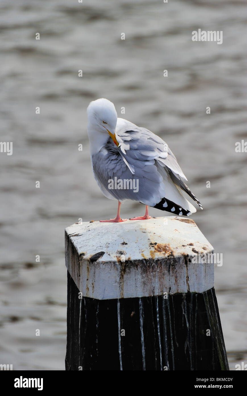 Gaviota argéntea adulta descansando en el post a lo largo del río Amstel, las burlas hacia abajo Foto de stock