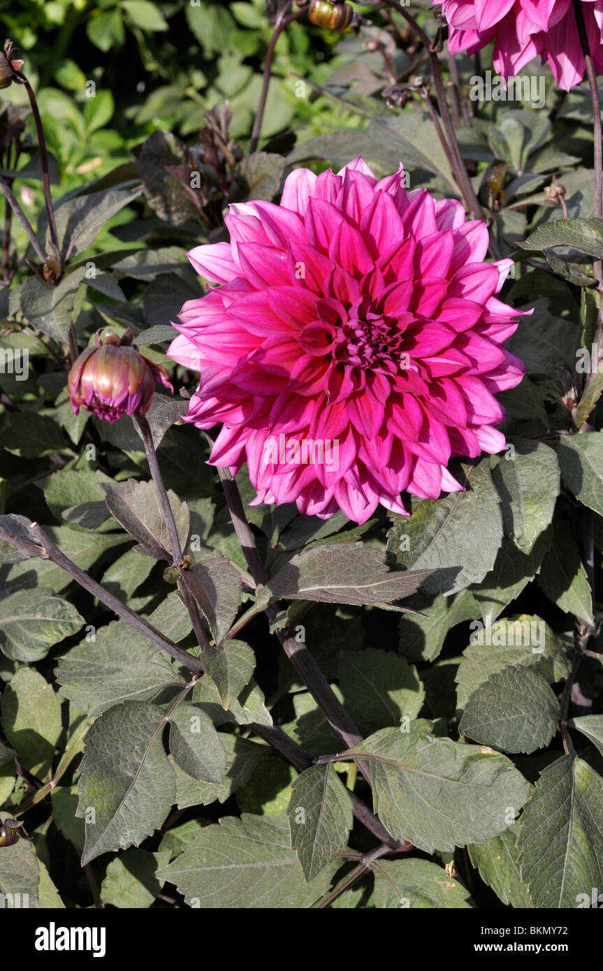 Dalia (Dahlia engelhardts decorativos matador) Foto de stock