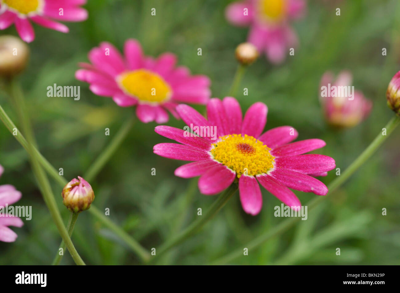 Marguerite (argyranthemum frutescens "brillante karmine') Foto de stock