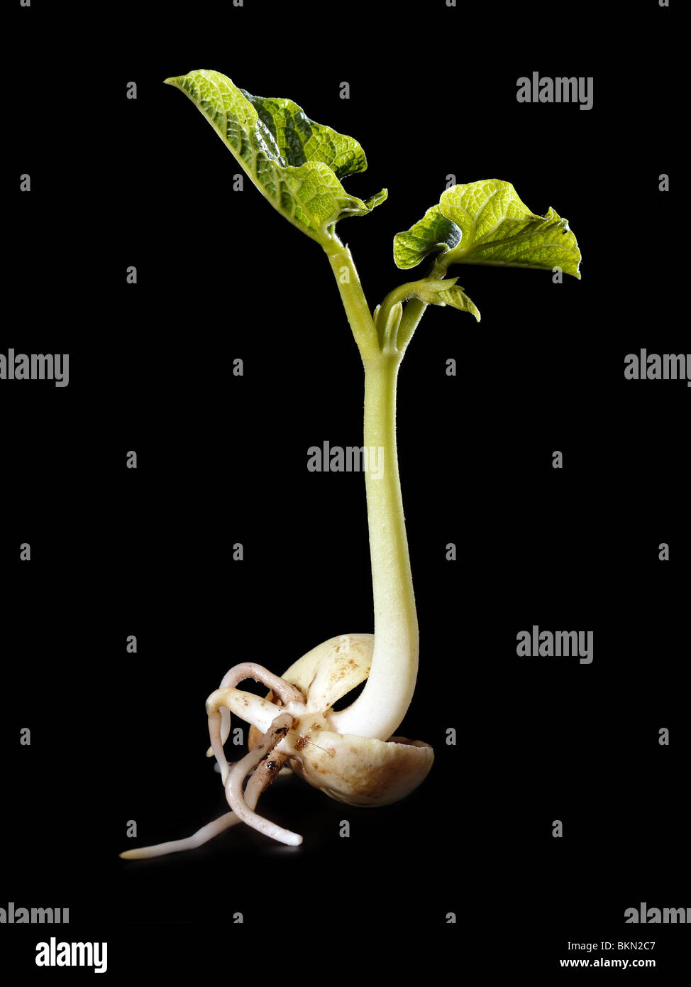 Young bean sprout germinación - shot sobre fondo negro Foto de stock