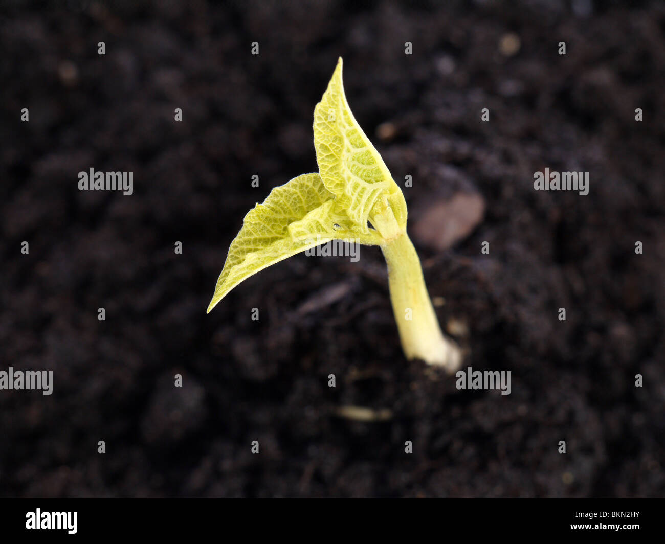 Primer plano de una joven bean sprout crecen fuera del suelo Foto de stock