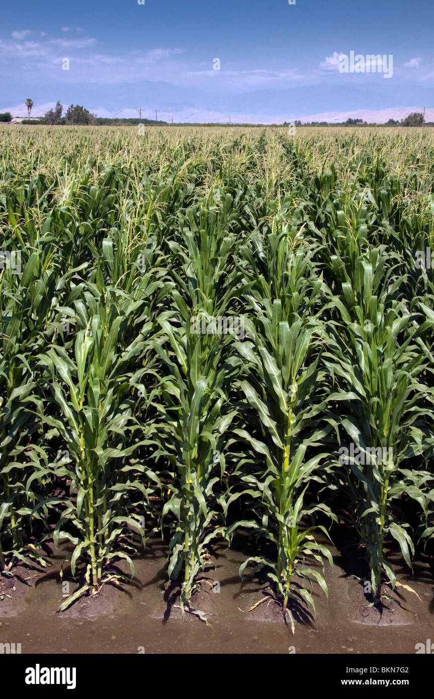 Brown Mid-Rib campo de maíz híbrido. Foto de stock