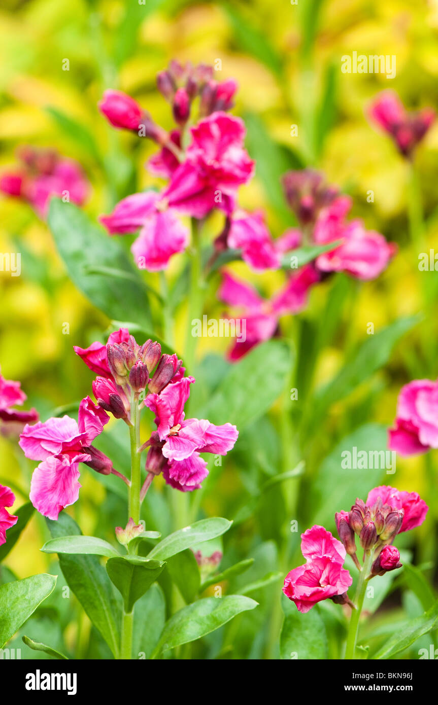Rosa profundo, erysimum wallflowers, florece en primavera Foto de stock