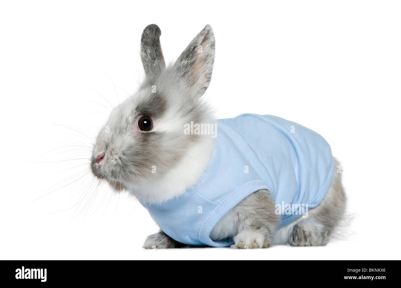 Vestido conejo enano, 3 meses de edad, delante de un fondo blanco Foto de stock