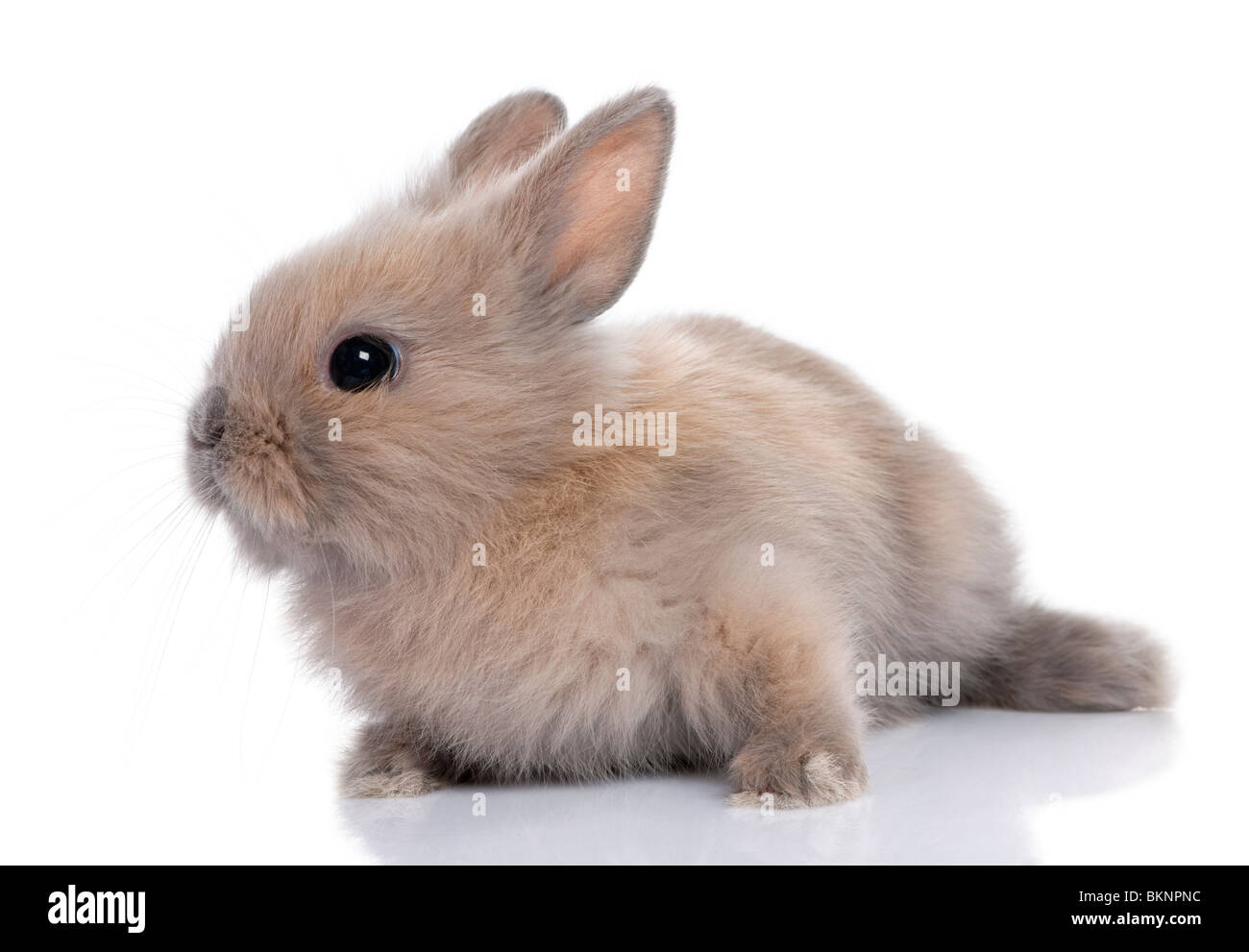 Brown bebé conejo, 5 semanas de edad, delante de un fondo blanco. Foto de stock