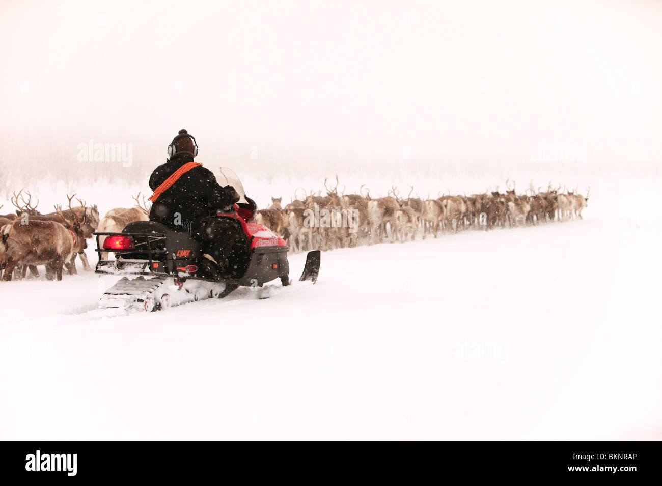 La migración anual de renos sami primavera de Gällivare Stubba nr en Suecia a través de sus tierras ancestrales en Laponia Foto de stock