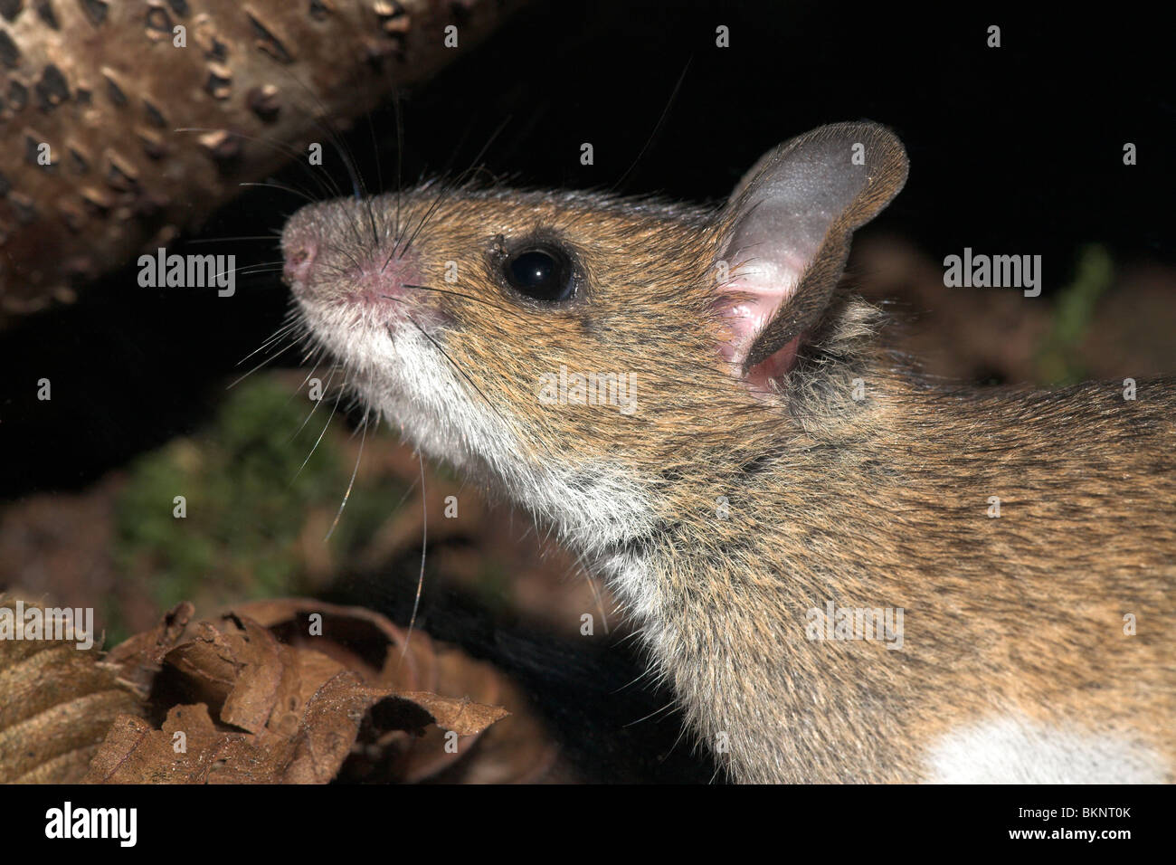 Portret van een grote bosmuis; retrato de un mouse de cuello amarillo Foto de stock