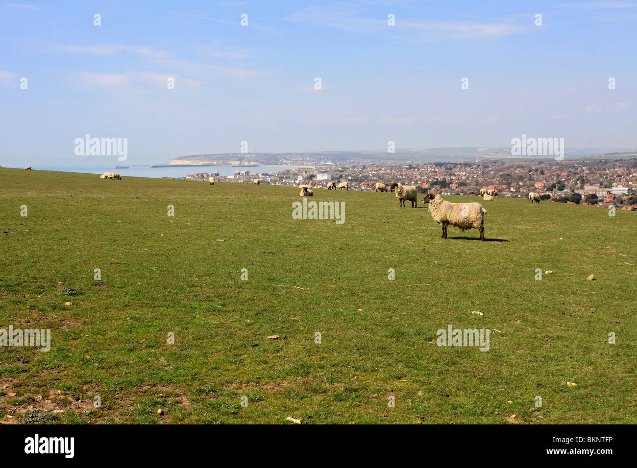 Campo de ovejas con vistas a Seaford East Sussex, Inglaterra Foto de stock