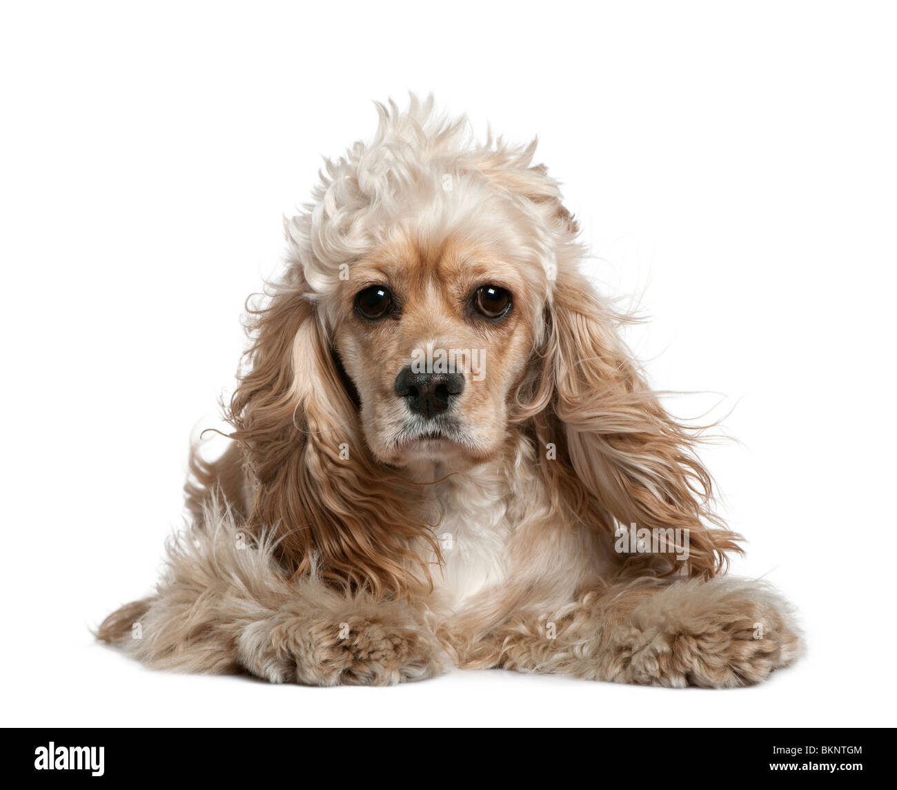 Cocker Spaniel Acostado Fotos E Imagenes De Stock Alamy Cocker Spaniel Acostado Fotos E Imagenes De Stock Alamy