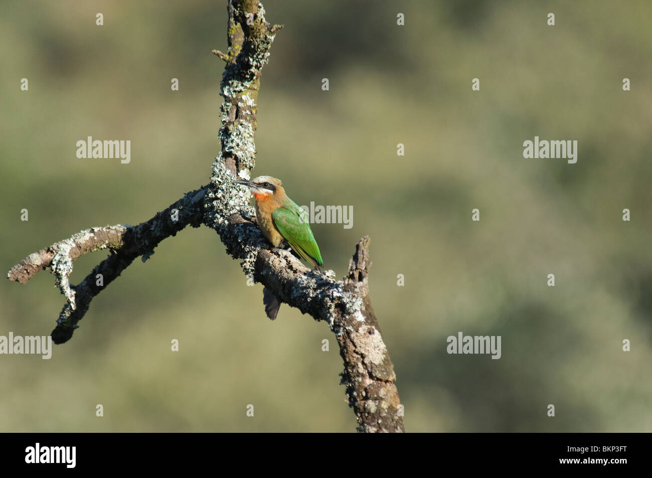 De fachada blanca el abejaruco Merops bullockoides Foto de stock