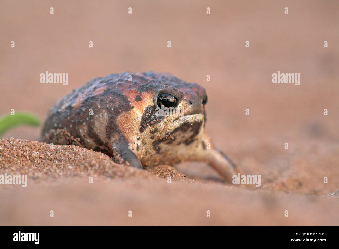 Foto de una sabana arbolada rainfrog sobre arena. Foto de stock