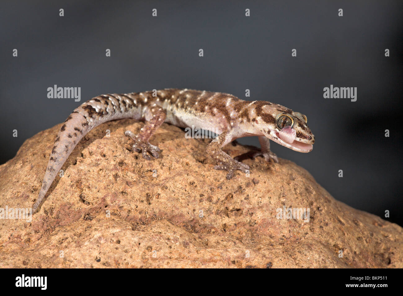 Foto de una furgoneta hijo lamiendo Gecko en su propio ojo, gecko's no tiene párpados tienen que limpiar sus ojos con su lengua. Foto de stock