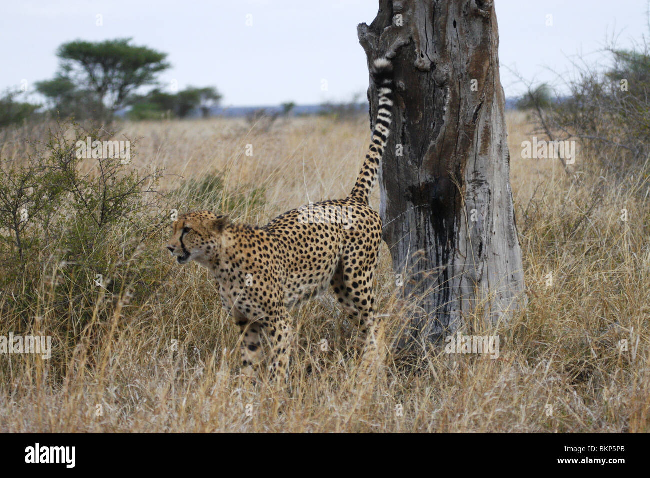 Spray de guepardo macho marcando un árbol en el Parque Nacional Kruger, Sudáfrica Foto de stock