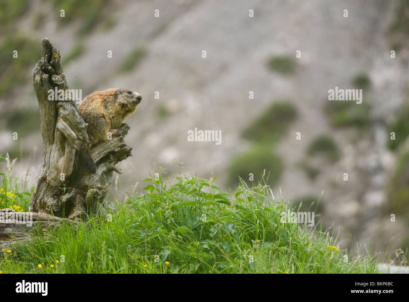 Alpenmarmot; Marmota marmota marmota alpina;; Foto de stock