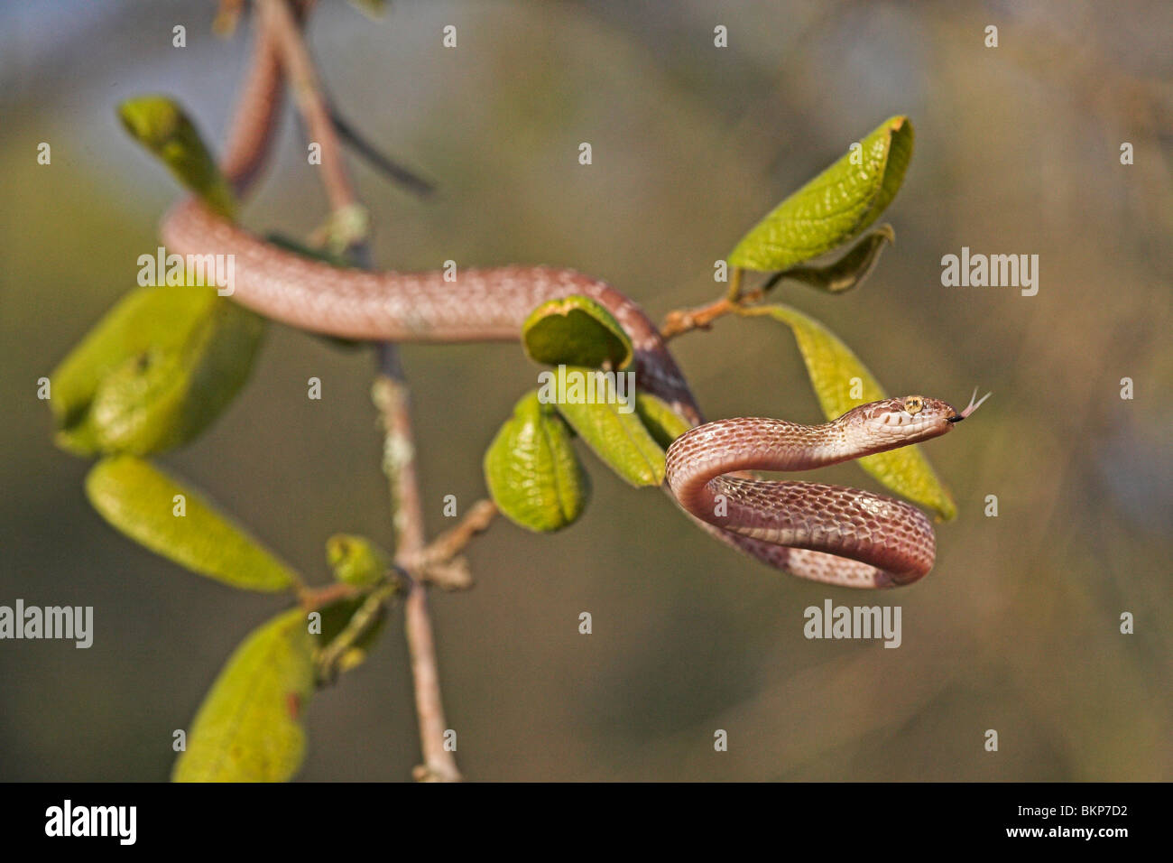Foto de un árbol de mármol serpiente en un árbol con hojas verdes Foto de stock