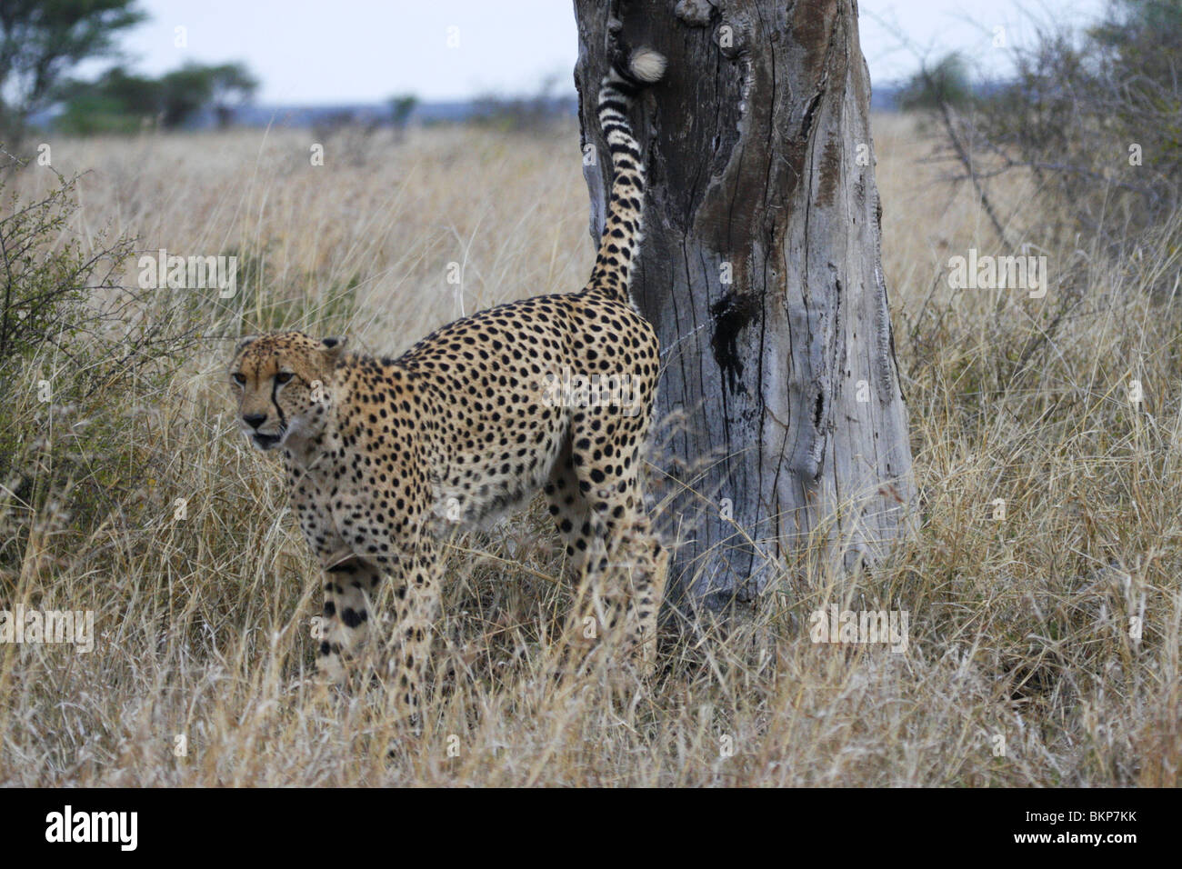Spray de guepardo macho marcando un árbol en el Parque Nacional Kruger, Sudáfrica Foto de stock