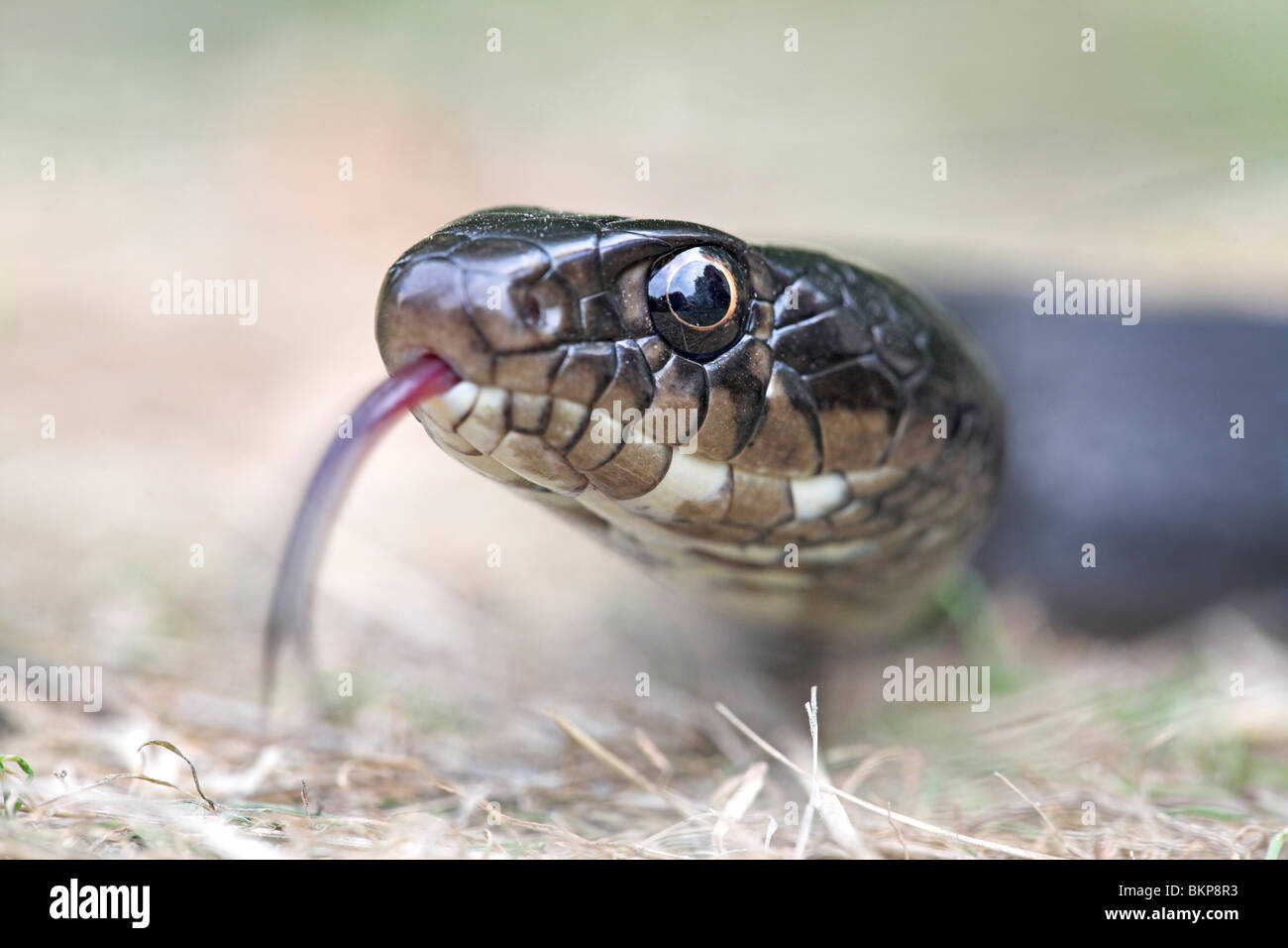 Portret van een zwarte fase Geelgroene Portret toornslang; de un negro subespecies del Western látigo serpientes; Foto de stock
