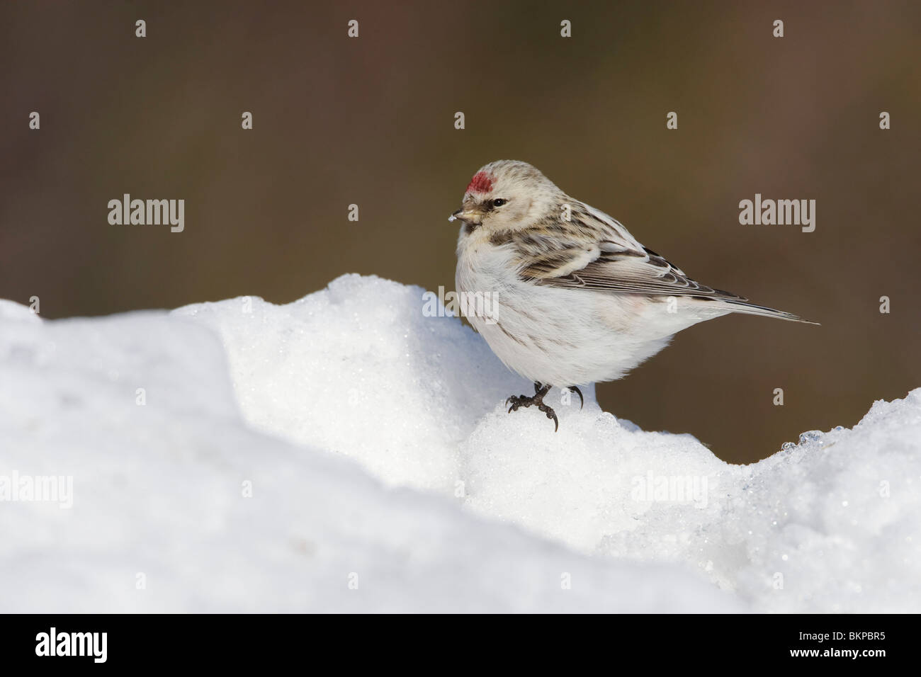 Beber nieve; Sneeuw drinkend Foto de stock