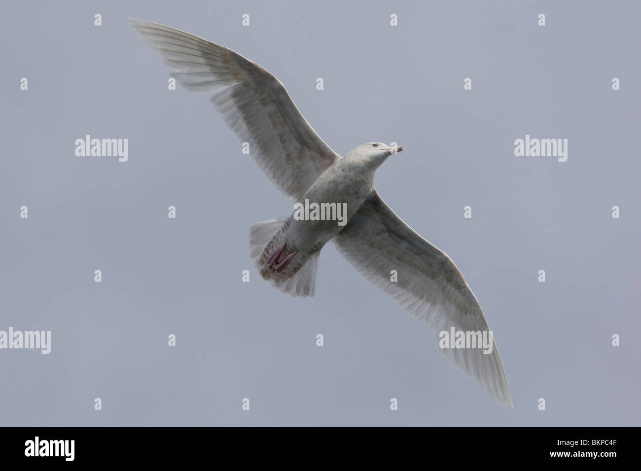 Flying inmaduro; Vliegende onvolwassen vogel Foto de stock