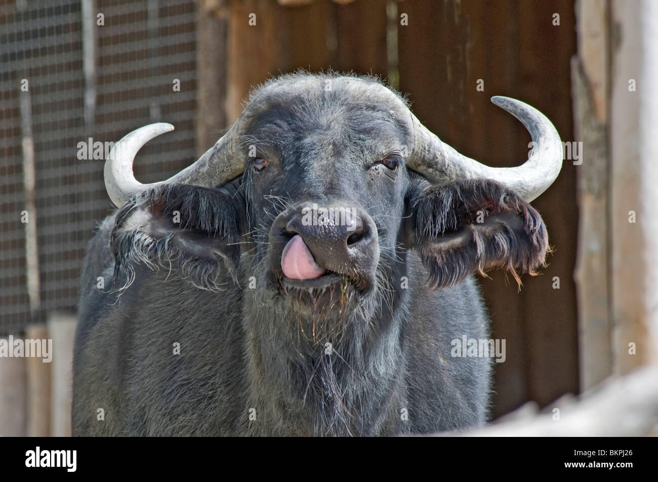 El búfalo africano lamer su nariz Foto de stock