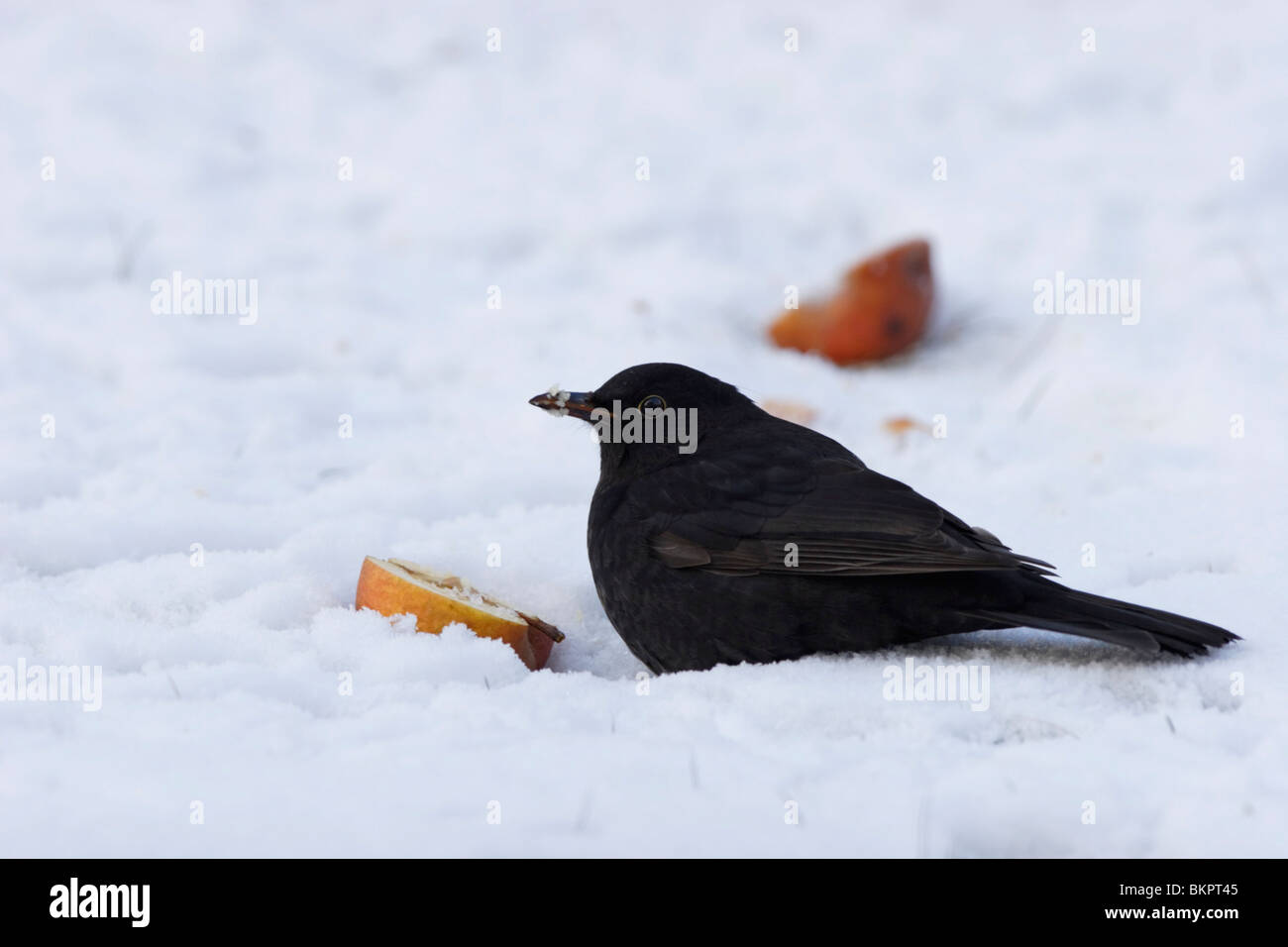 Amsel, pájaro negro Foto de stock