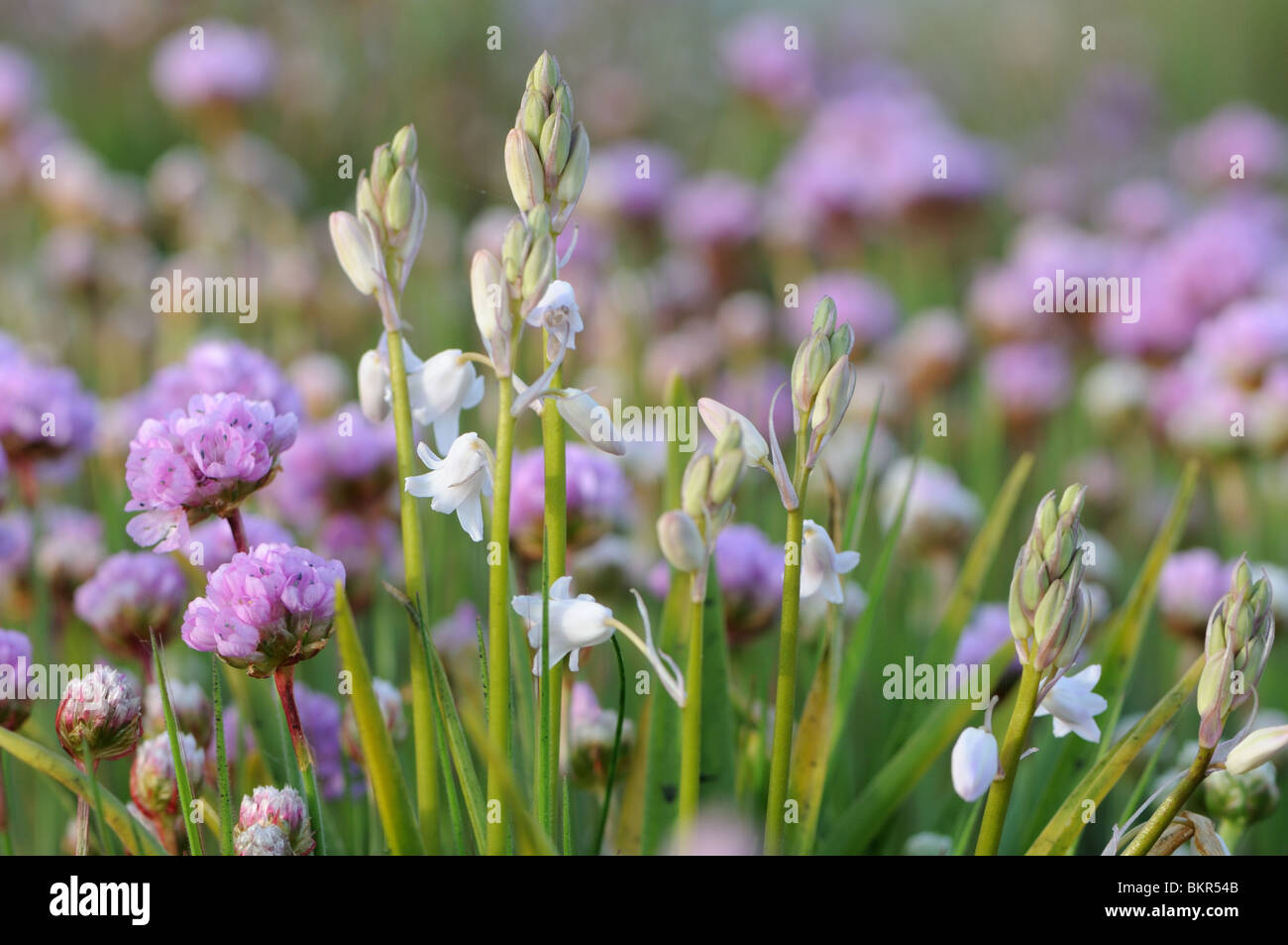 Las campánulas azules blancos (Hyacinthoides hispanica) y el mar (Thrift Armeria maritima ssp maritima) Foto de stock