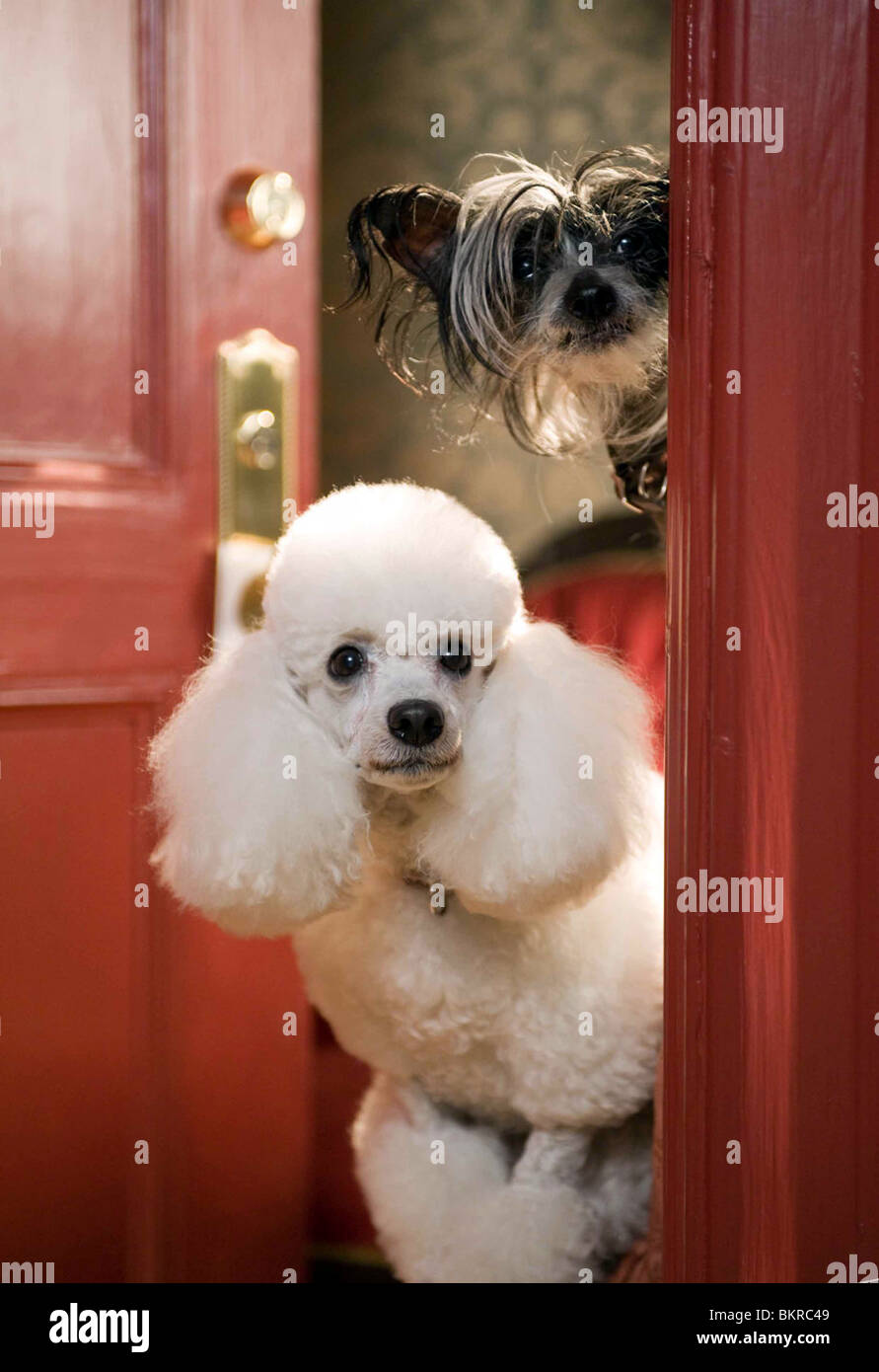 Hotel para perros fotografías e imágenes de alta resolución - Alamy