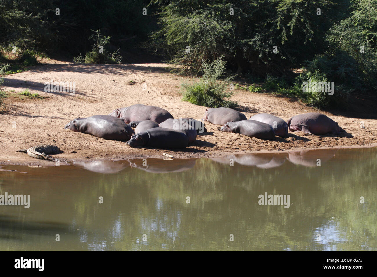 Hipopótamos en las orillas del río Luvhuvhu en el norte del Parque Nacional Kruger, Sudáfrica Foto de stock