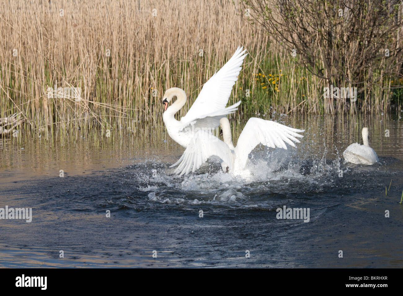 Dos cisnes silencio luchando con las alas extendidas y arqueado cuello en el lago Llangorse en Gales. Foto de stock