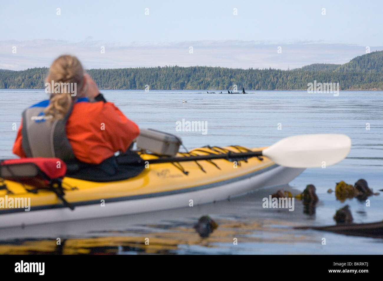 Un kayakista relojes un pod de orcas en Johnstone Strait Foto de stock