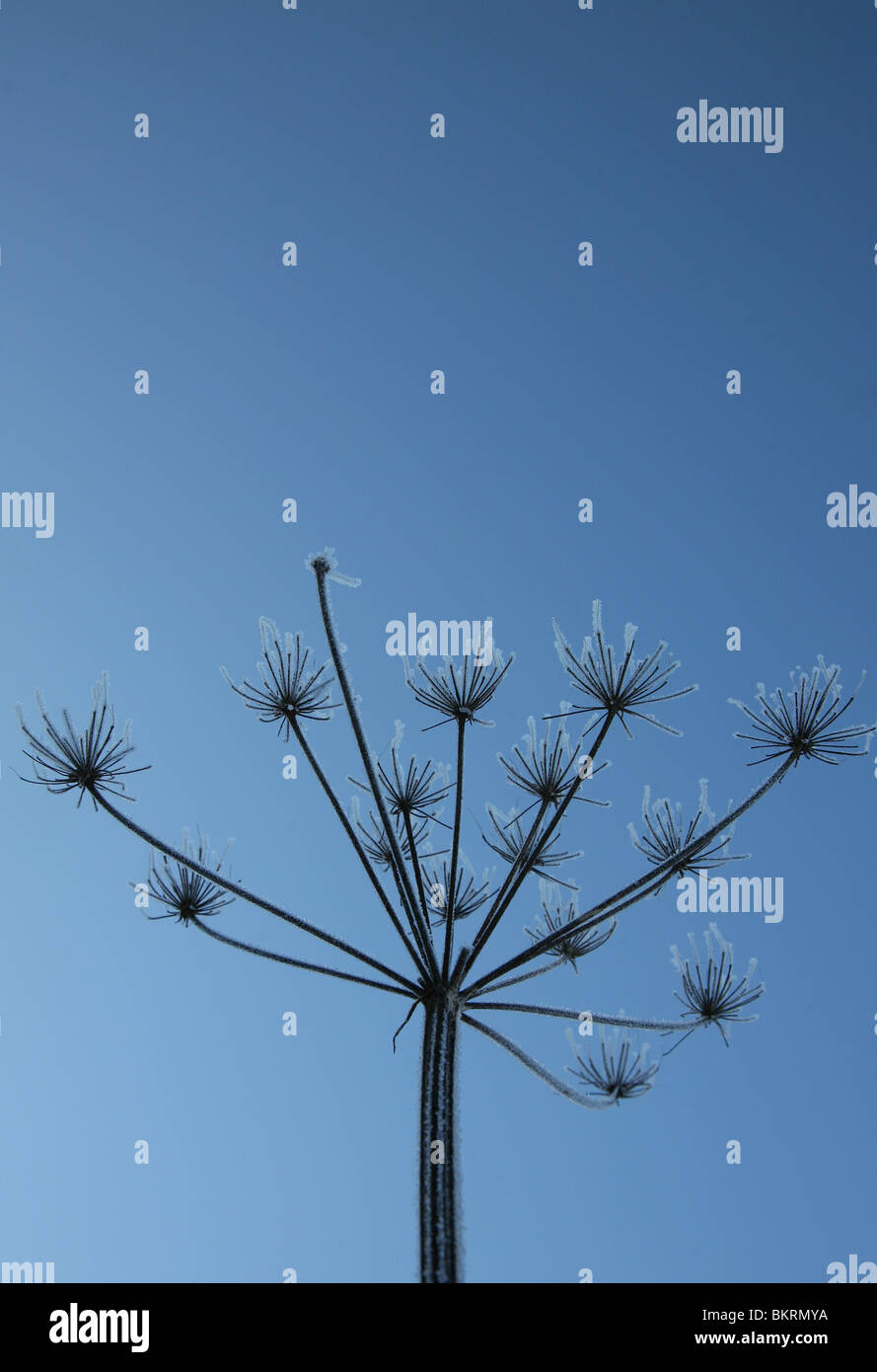 Semillas sillouetted Hogweed cabeza contra un cielo azul Foto de stock