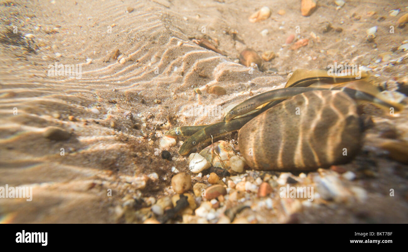 Fotografía submarina de un grupo brook lampreas desove Foto de stock