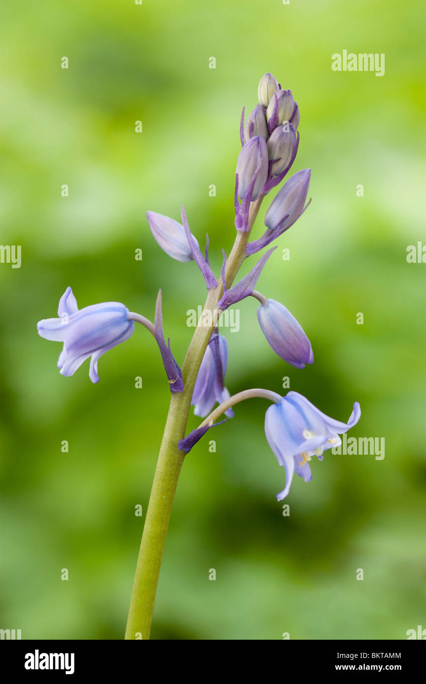 Las campánulas azules Hyacinthoides Foto de stock