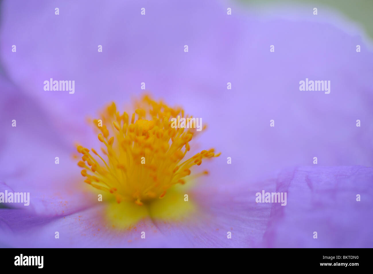 Macro de la arrugada flor del gris-dejados Cistus Foto de stock