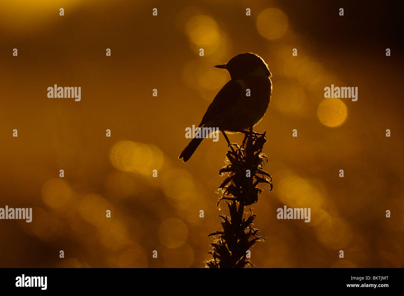 En topje Silhouet Roodborsttapuit van Teunisbloem bij zonsondergang reunió reflecties van wuivend gras de achtergrond; la silueta de un Stonechat encaramado sobre una planta seca durante la puesta de sol Foto de stock