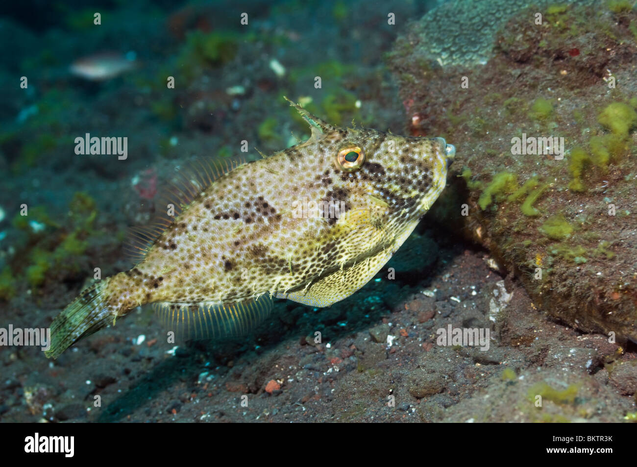(Filefish Strapweed Pseudomonacanthus macrurus). Bali, Indonesia. Foto de stock