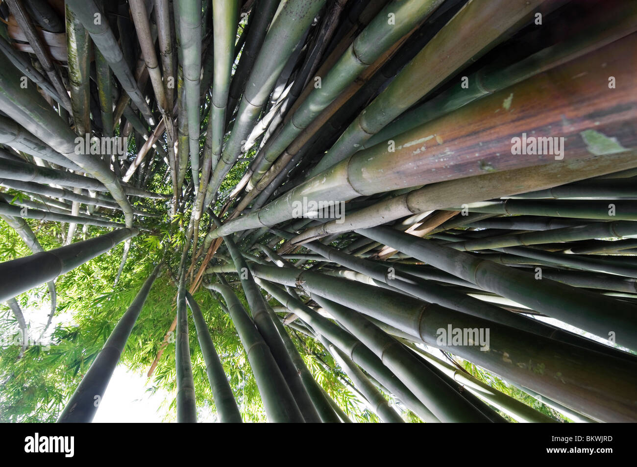 Kanapaha Spring Garden Festival Gainesville Florida buscando en clúster